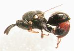 Brachymeria podagrica